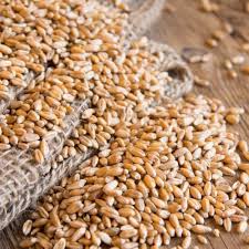 गेहूं किस्म 2