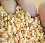 गेहूं किस्म 1